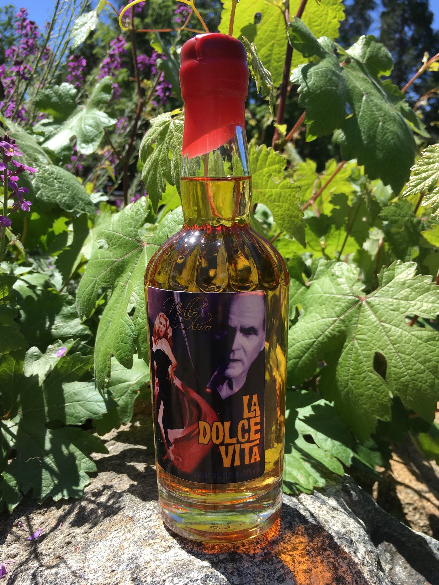 La Dolce Vita, wax sealed, in the vines at Rancho Olivo