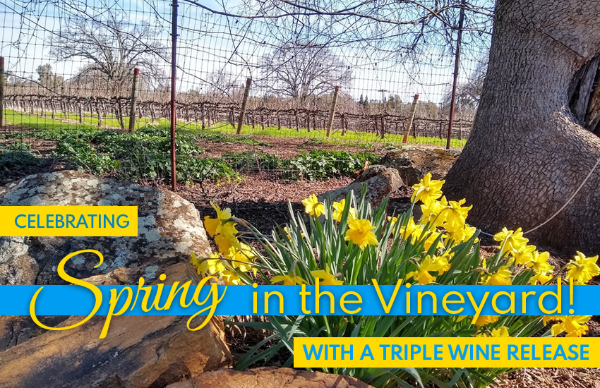 Nello Olivo celebrates Spring in the Vineyard with a triple wine releae